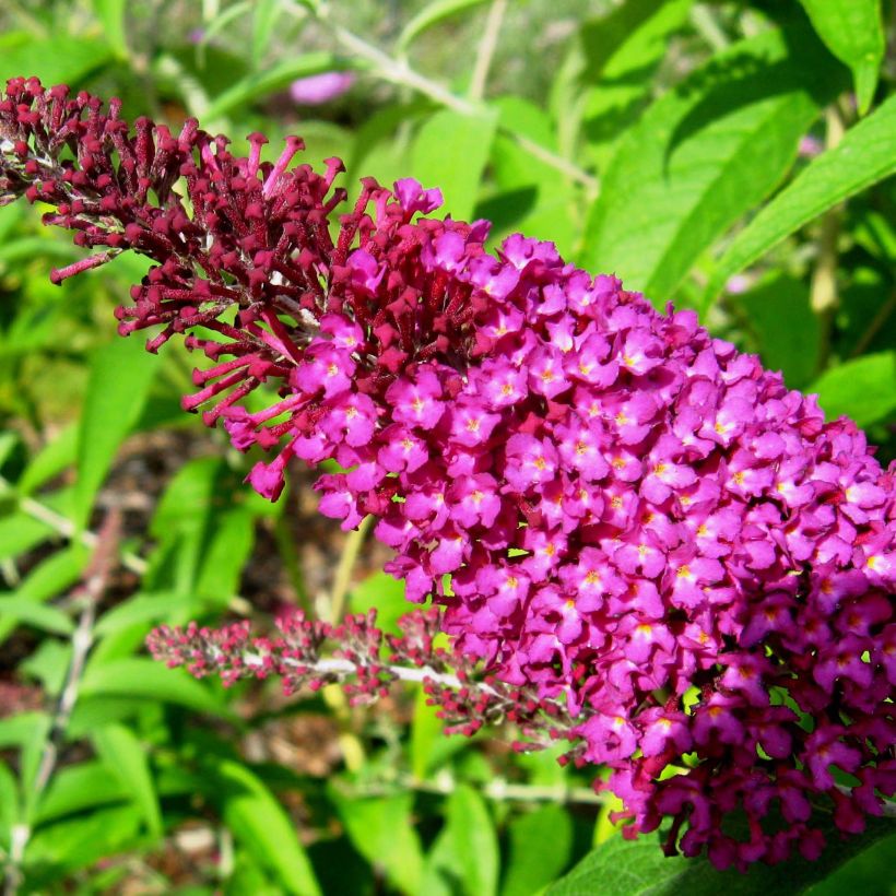 Buddleja davidii Sugar Plum - Butterfly Bush (Flowering)