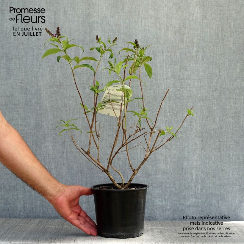 Buddleja davidii Sugar Plum - Butterfly Bush 3L/4L pot sample as delivered in summer