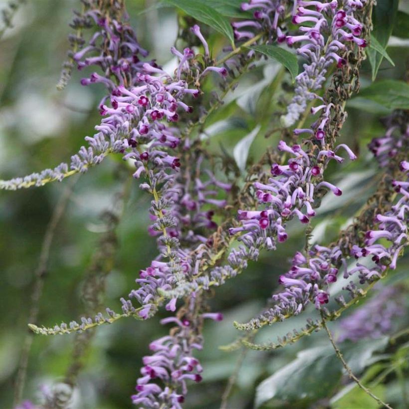 Buddleja lindleyana - Butterfly Bush (Flowering)