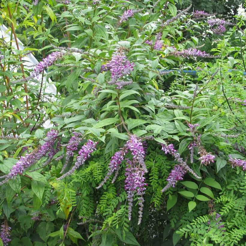 Buddleja lindleyana - Butterfly Bush (Plant habit)