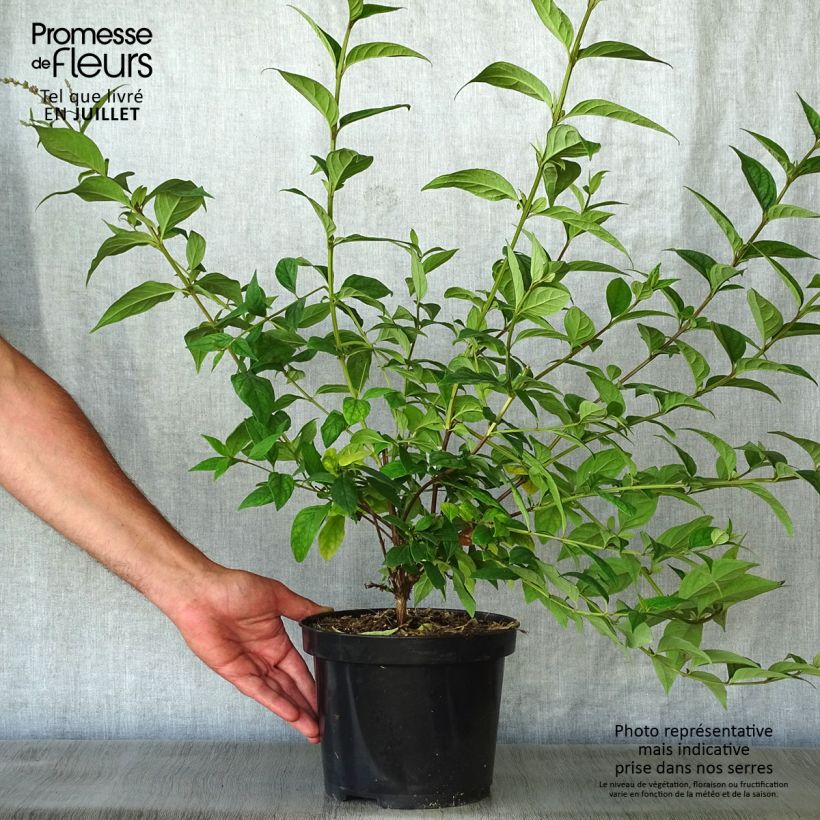 Buddleja lindleyana - Butterfly Bush 4L/5L pot sample as delivered in summer
