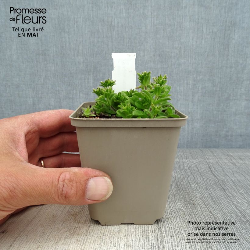 Ajuga incisa Frosted Jade 8/9 cm pot sample as delivered in spring