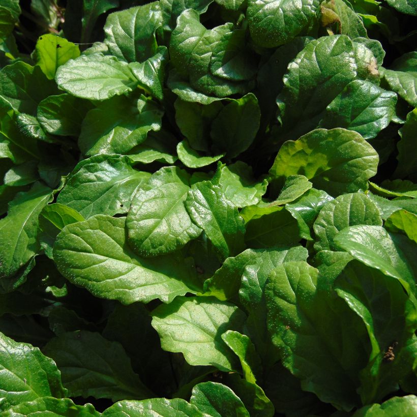 Ajuga reptans (Foliage)