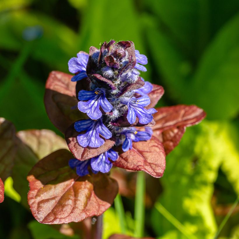 Ajuga reptans Atropurpurea (Flowering)