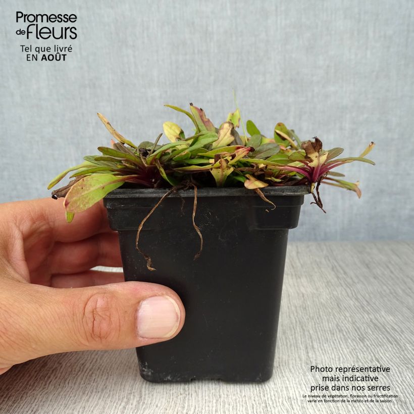 Ajuga reptans Atropurpurea 7/8 cm pot sample as delivered in summer