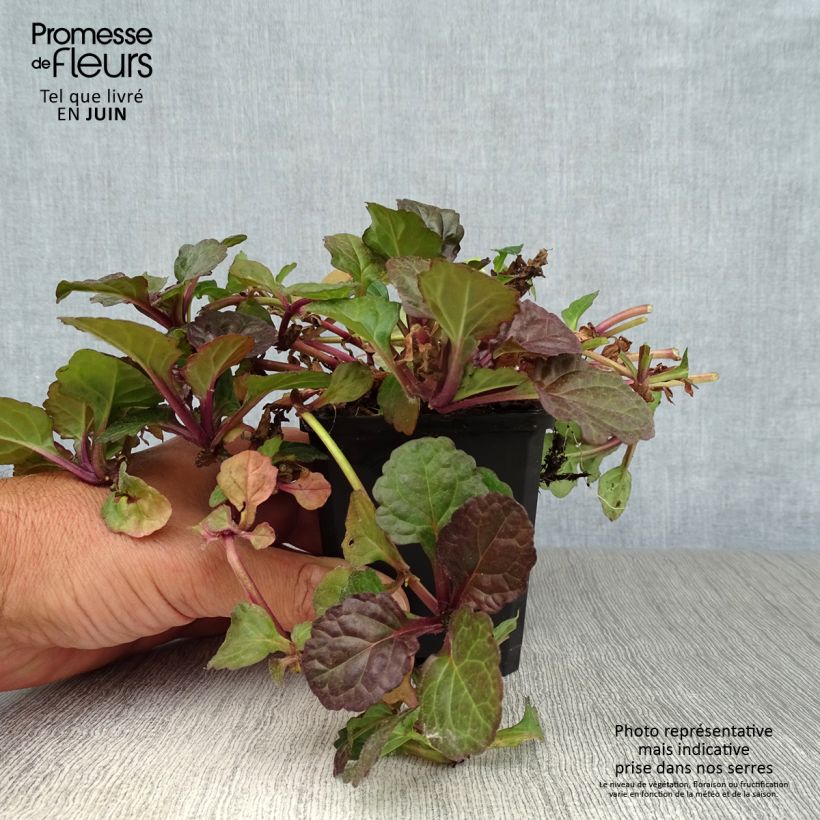 Ajuga reptans Black Scallop 8/9 cm pot sample as delivered in summer