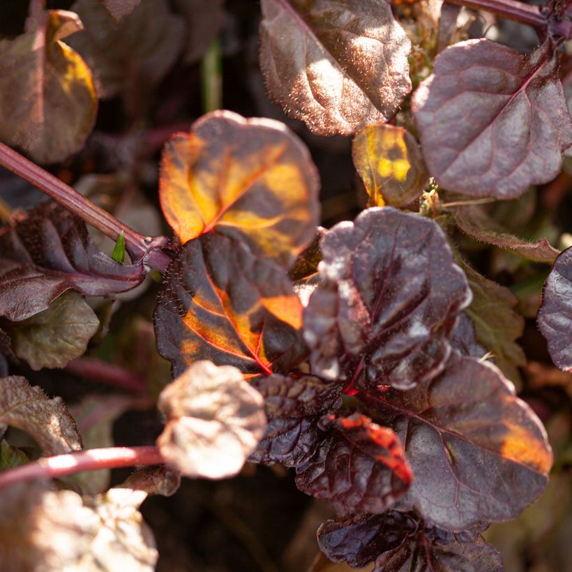 Ajuga reptans Black Scallop (Foliage)