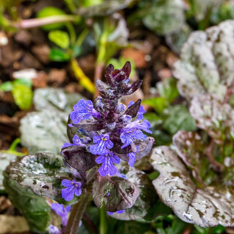 Ajuga reptans Black Scallop (Flowering)