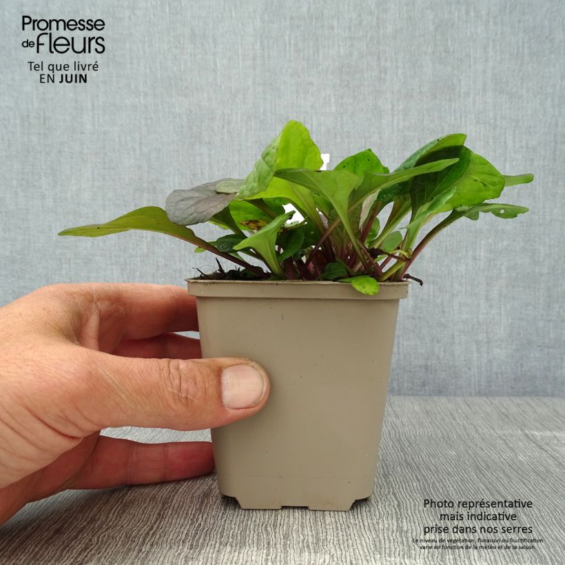 Ajuga reptans Braunherz 8/9 cm pot sample as delivered in summer