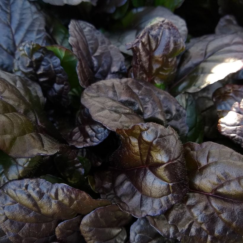 Ajuga reptans Braunherz (Foliage)