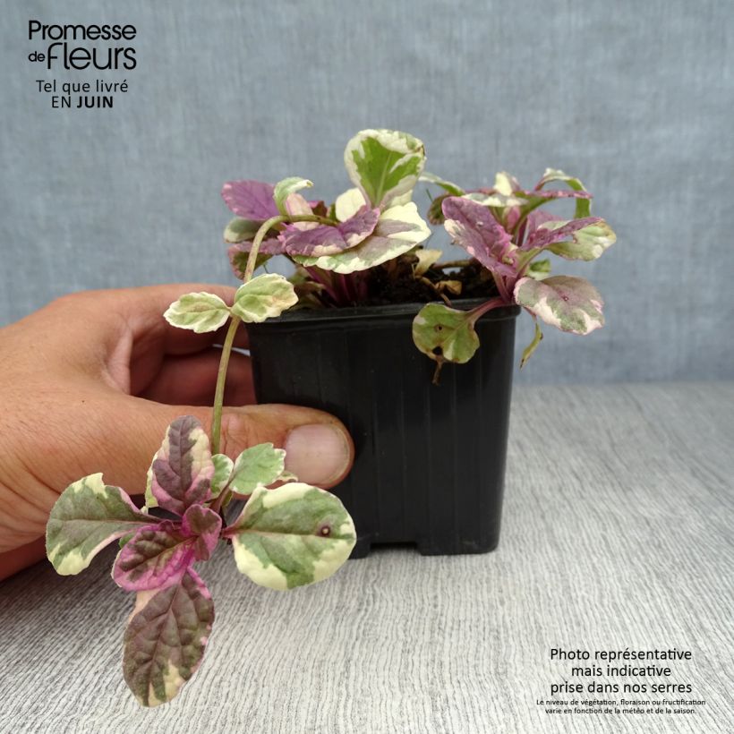 Ajuga reptans Burgundy Glow 7/8 cm pot sample as delivered in summer