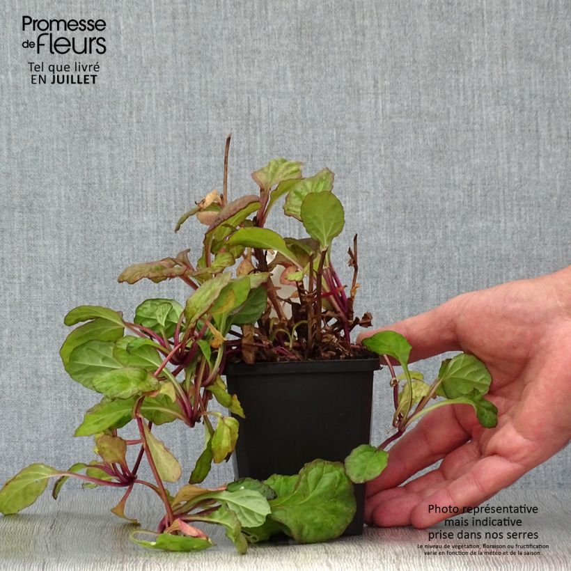 Ajuga reptans Catlins Giant 8/9 cm pot sample as delivered in summer
