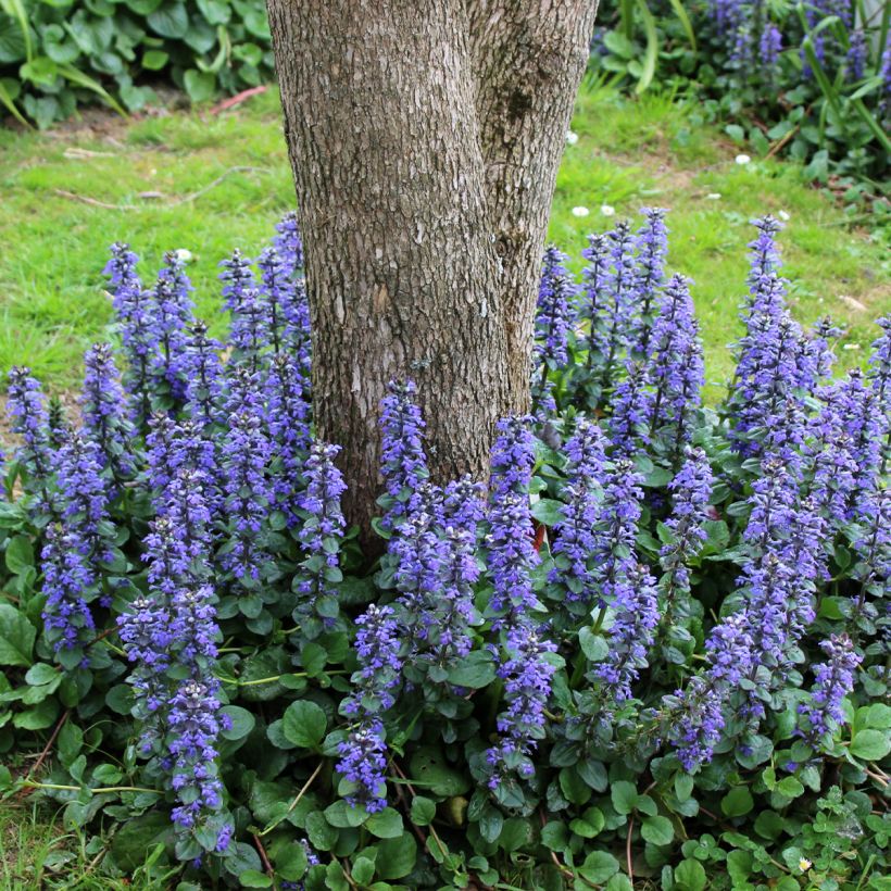 Ajuga reptans Delight (Plant habit)