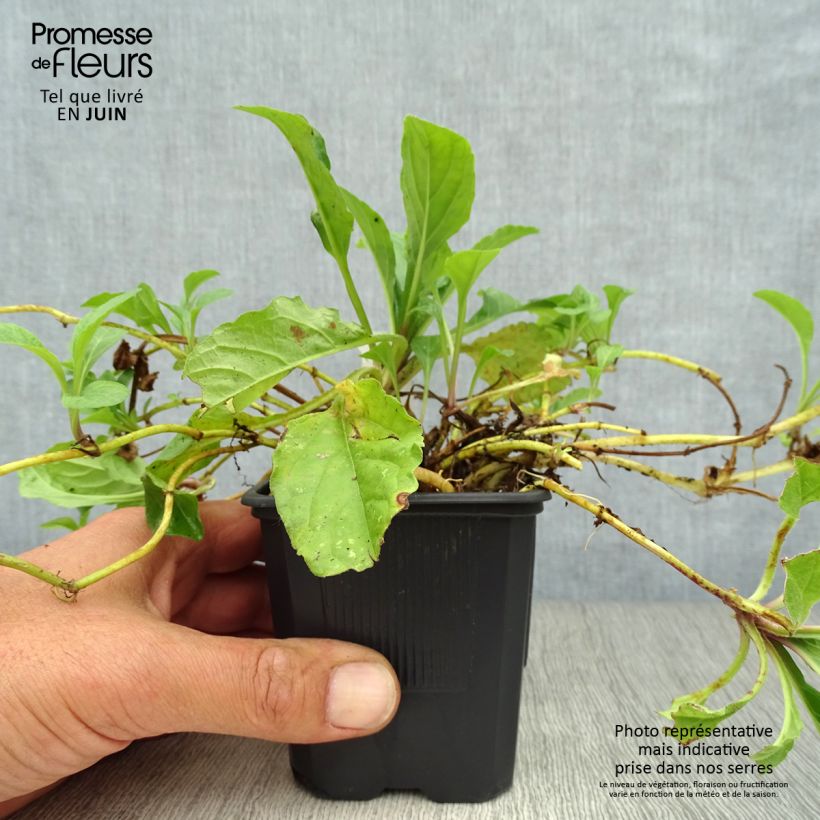 Ajuga reptans Rosea 8/9 cm pot sample as delivered in summer