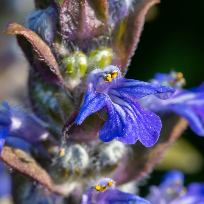 Ajuga reptans (Flowering)