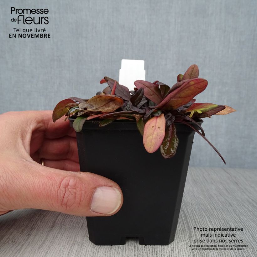 Ajuga x tenorii Chocolate Chip 8/9 cm pot sample as delivered in autumn