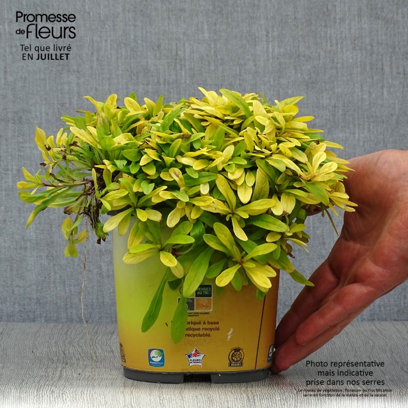 Ajuga x tenorii Cordial Canary 2L/3L pot sample as delivered in summer