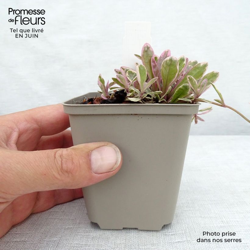 Ajuga x tenorii Princess Nadia 8/9 cm pot sample as delivered in summer