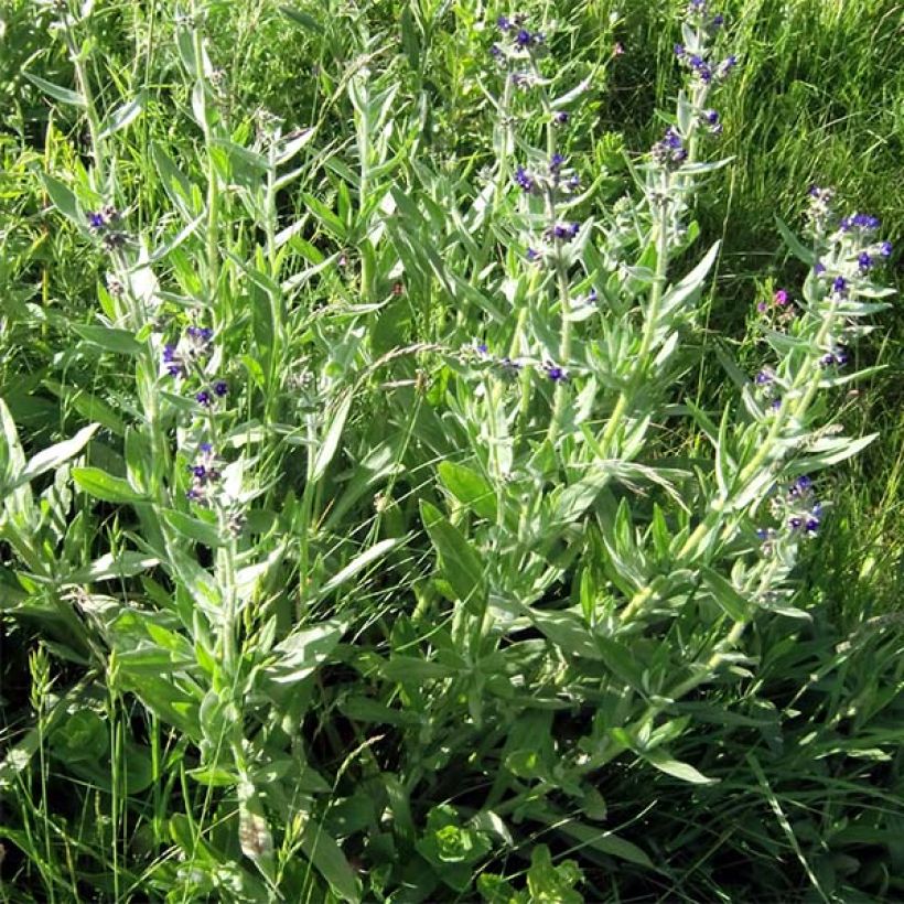 Buglossoides purpurocaerulea (Plant habit)