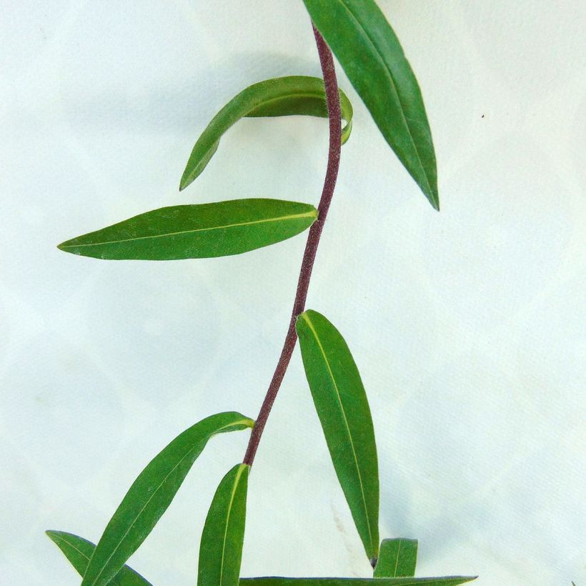 Buglossoides purpurocaerulea (Foliage)