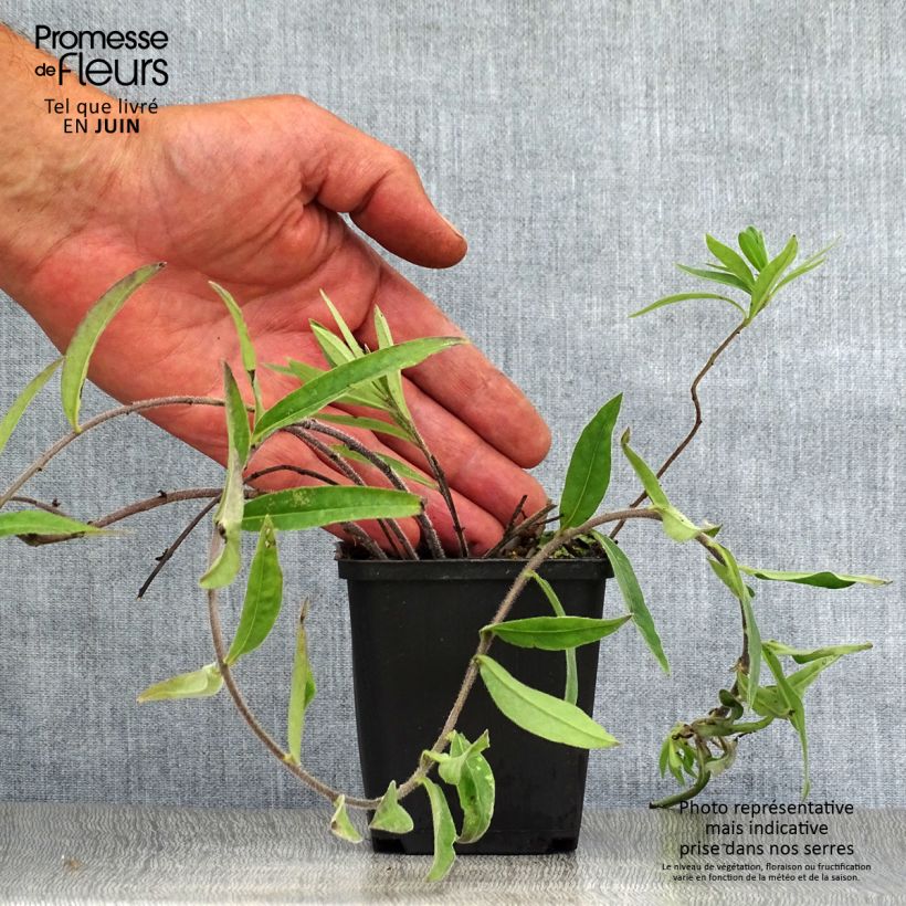Buglossoides purpurocaerulea 8/9 cm pot sample as delivered in summer