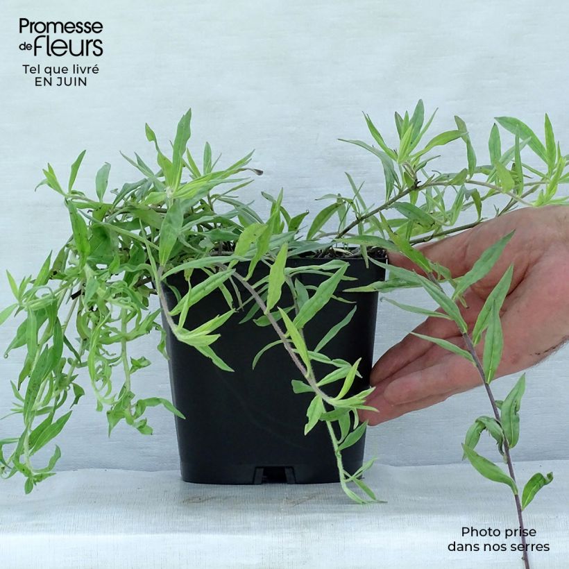 Buglossoides purpurocaerulea 2L/3L pot sample as delivered in summer