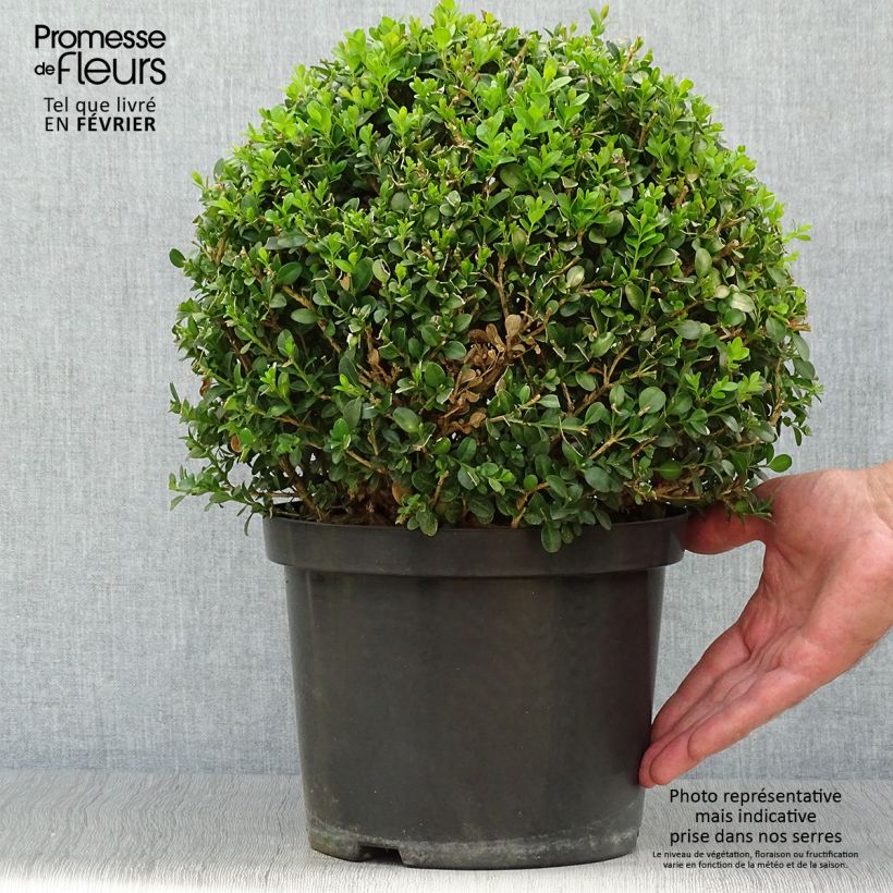Buxus microphylla Faulkner - Boxwood 7.5L/10L pot sample as delivered in autumn