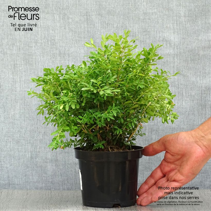 Buxus microphylla Rococo - Boxwood 3L/4L pot sample as delivered in summer