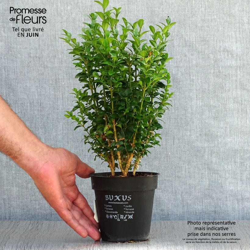 Buxus sempervirens Suffruticosa - Dwarf Common Boxwood 12cm pot sample as delivered in summer