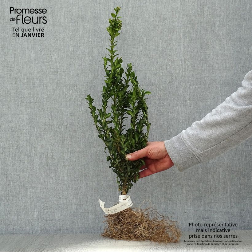 Buxus sempervirens Suffruticosa - Dwarf Common Boxwood Bare root sample as delivered in winter