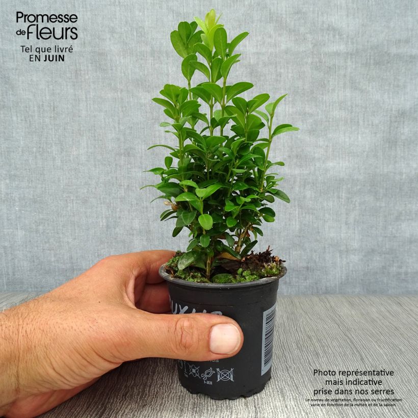 Buxus sempervirens Suffruticosa - Dwarf Common Boxwood 8/9 cm pot sample as delivered in summer