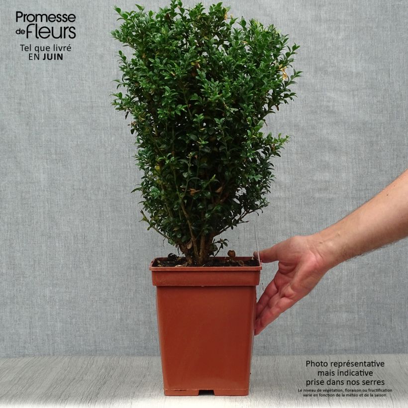 Buxus sempervirens Suffruticosa - Dwarf Common Boxwood Root ball sample as delivered in summer