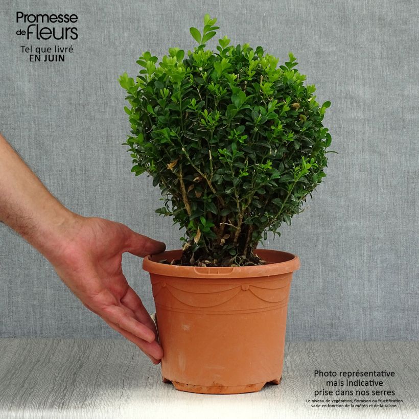 Buxus sempervirens - Boxwood 2L/3L pot sample as delivered in summer