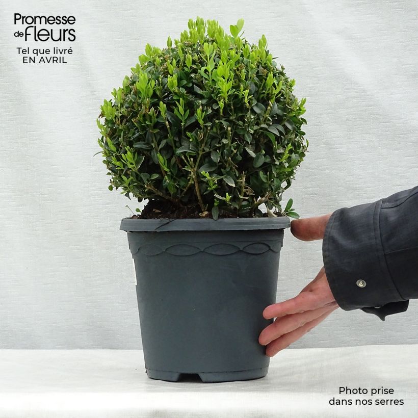 Buxus sempervirens - Boxwood sample as delivered in spring