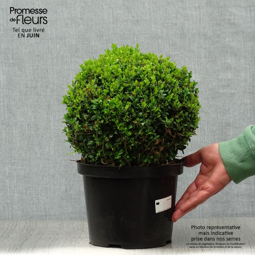 Buxus sempervirens - Boxwood 4L/5L pot sample as delivered in summer