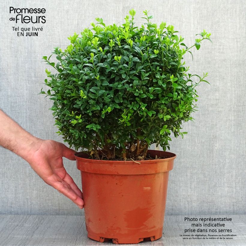 Buxus sempervirens - Boxwood 7.5L/10L pot sample as delivered in summer