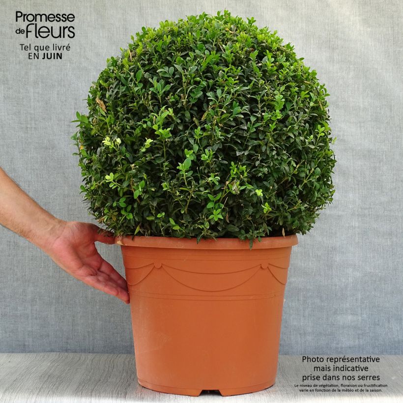 Buxus sempervirens - Boxwood 20L/25L pot sample as delivered in summer