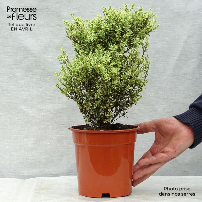 Buxus sempervirens Elegans - Boxwood sample as delivered in spring