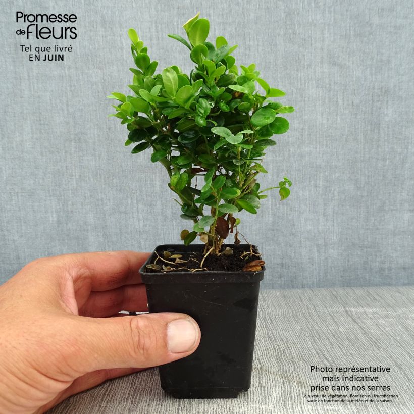 Buxus sempervirens Suffruticosa - Boxwood 8/9 cm pot sample as delivered in summer