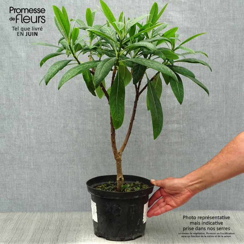 Edgeworthia chrysantha Winter Liebe - Paperbush 4L/5L pot sample as delivered in summer