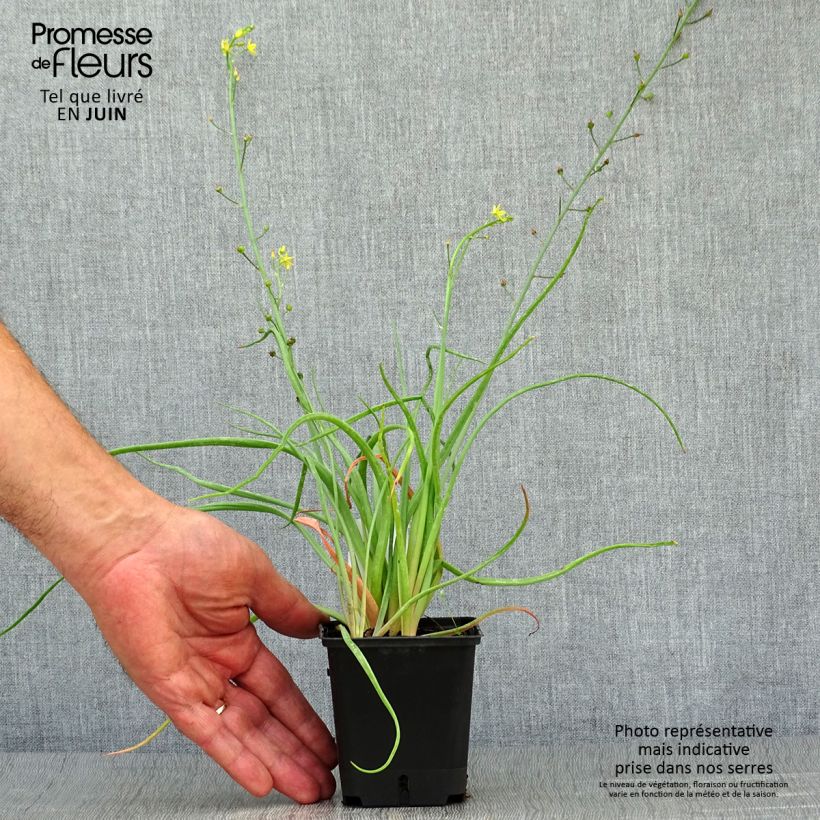 Bulbine frutescens 8/9 cm pot sample as delivered in summer