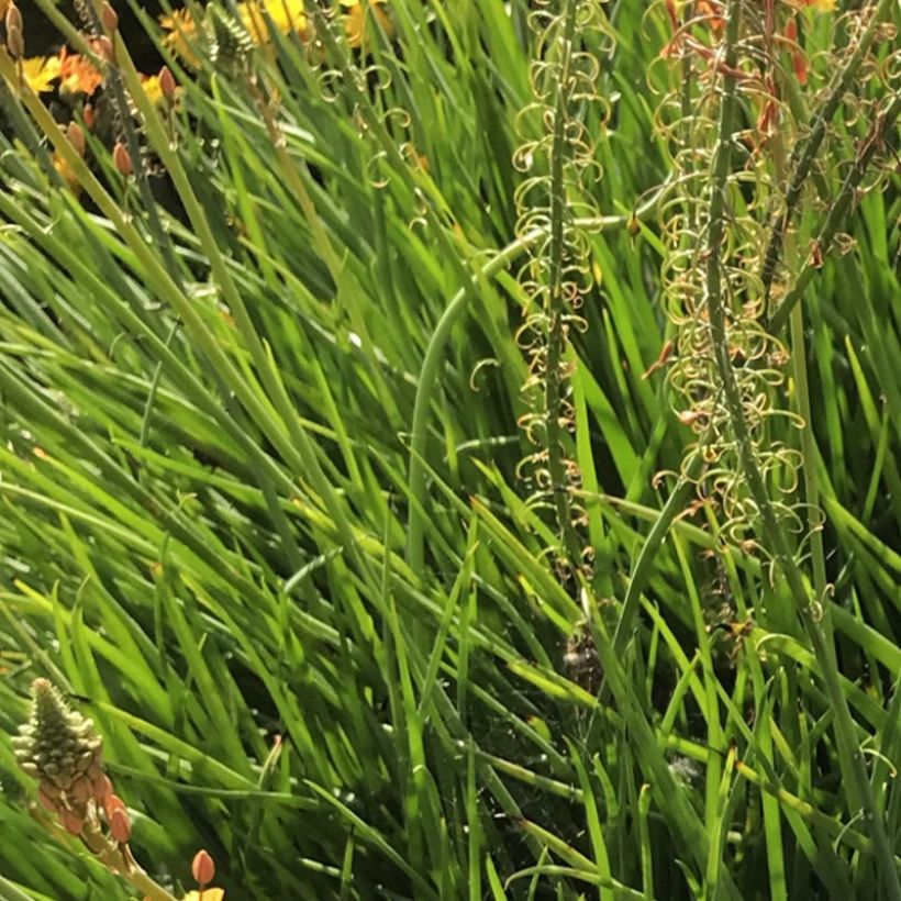 Bulbine frutescens Hallmarck (Foliage)