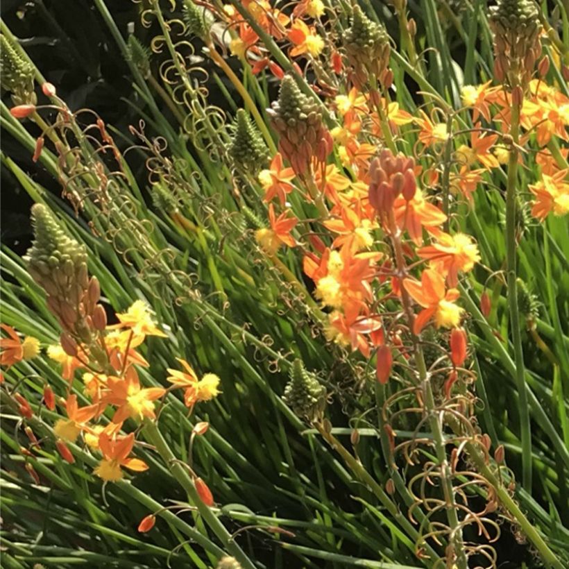 Bulbine frutescens Hallmarck (Flowering)