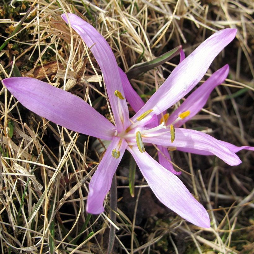 Bulbocodium vernum (Flowering)