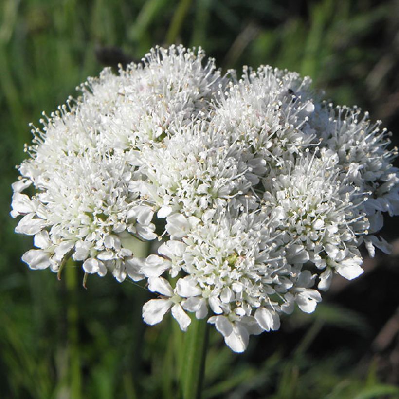 Bunium bulbocastanum (Flowering)