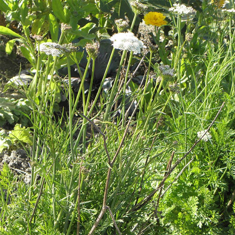 Bunium bulbocastanum (Plant habit)