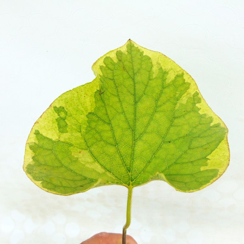 Brunnera macrophylla Hadspen Cream - Siberian Bugloss (Foliage)