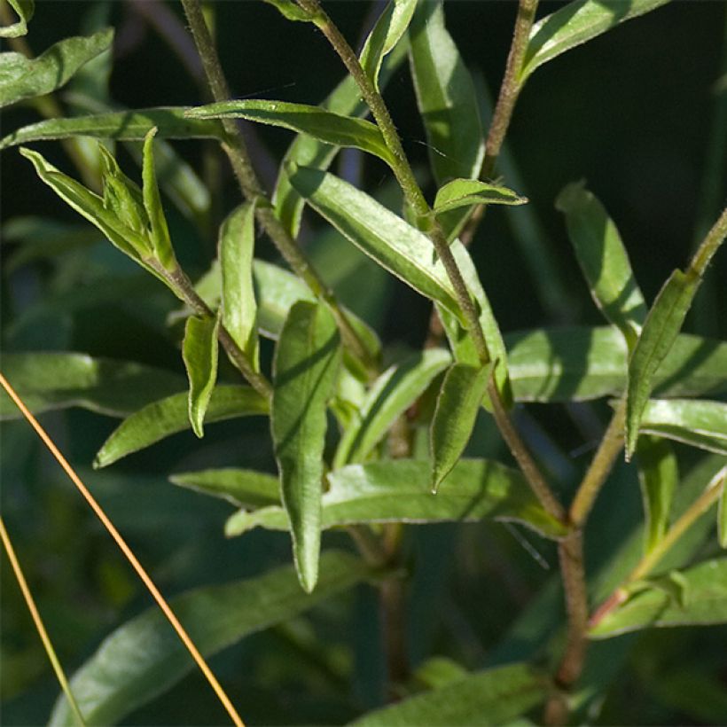 Buphthalmum salicifolium Alpen Gold (Foliage)