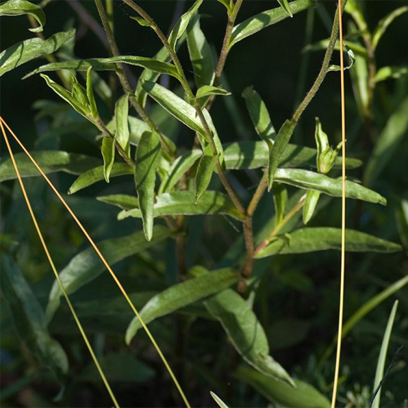 Buphthalmum salicifolium Dora (Foliage)