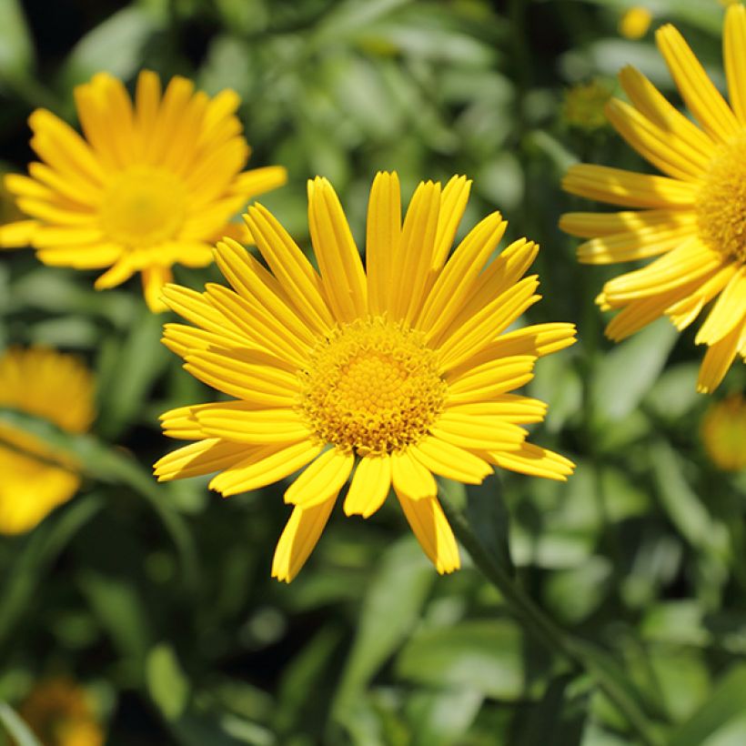 Buphthalmum salicifolium Dora (Flowering)